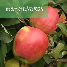 Măr Generos